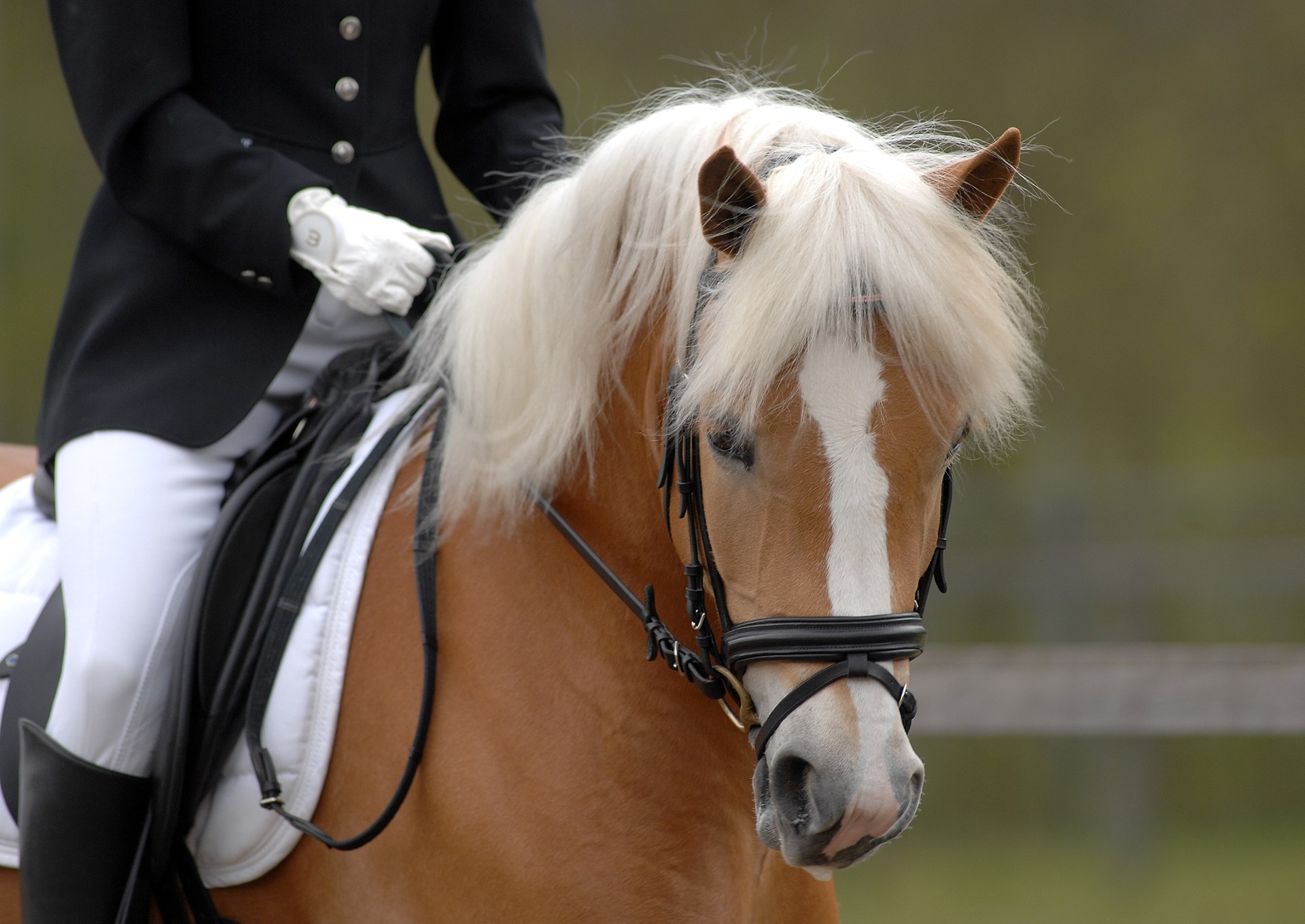 tirana dvd 2008 concours 002.jpg