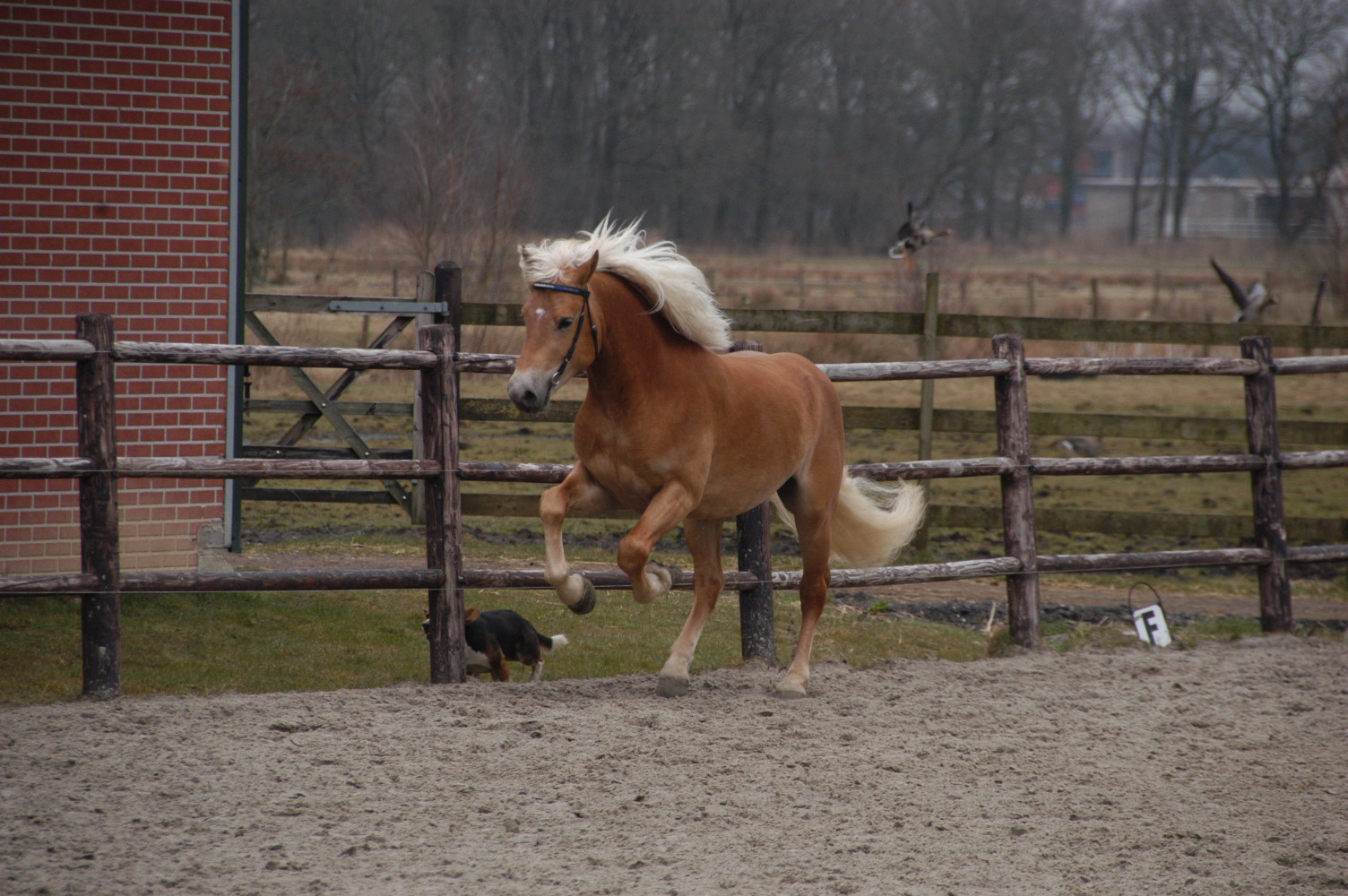 aristo en anoeska 100.JPG